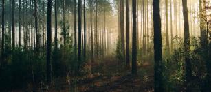 Forestry Operations